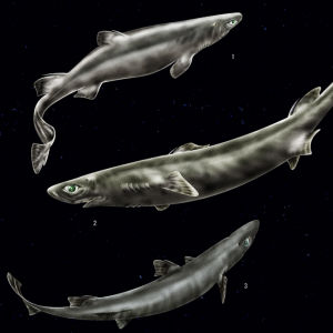 軟鱗鎧鯊屬 軟鱗鎧鯊屬