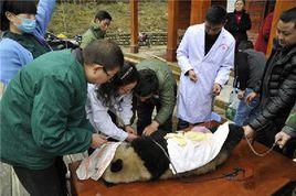 獵殺大熊貓案 獵殺大熊貓案