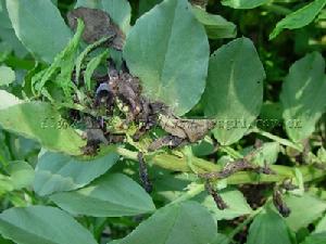 （圖）蠶豆染色病毒