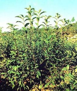 福雲7號 福雲7號