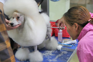 聖寵寵物美容學校美容講解課堂