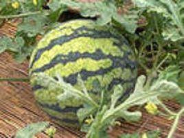 哈拉海鄉 哈拉海鄉