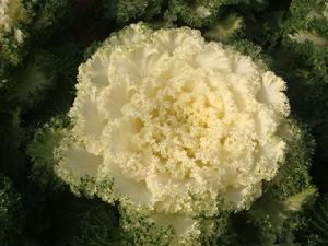 京冠白1號羽衣甘藍