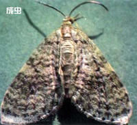 梨大食心蟲 梨大食心蟲