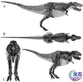 霸王龍事件 霸王龍事件