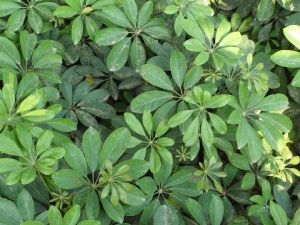 細序鵝掌柴 細序鵝掌柴