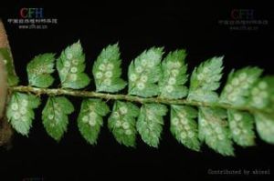 短柄薄膜蘚 短柄薄膜蘚