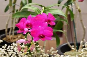 金日成花 金日成花