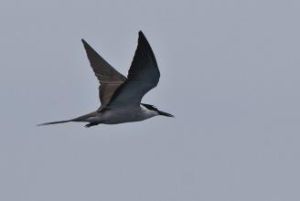 褐翅燕鷗印度洋亞種