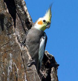 雞尾鸚鵡 雞尾鸚鵡