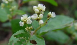 硬毛火炭母(變種) 硬毛火炭母(變種)