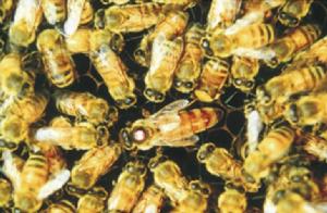 蕭山漿蜂 蕭山漿蜂