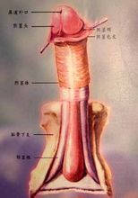 陰莖骨折 陰莖骨折