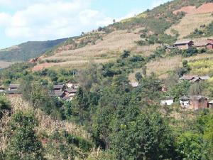 大樹沖村 大樹沖村
