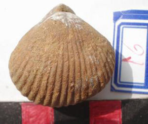 扭月貝目 扭月貝目