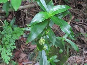 攀莖耳草 攀莖耳草
