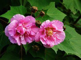 成都市花市樹 成都市花市樹