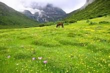 洛絨牛場 洛絨牛場