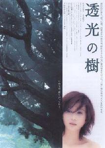 透光的樹 透光的樹