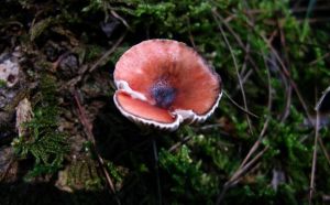 玫紅柳釘菇 玫紅柳釘菇