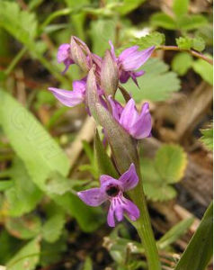河北紅門蘭 河北紅門蘭