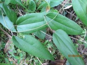 安徽威靈仙 安徽威靈仙