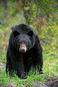 美洲黑熊 美洲黑熊