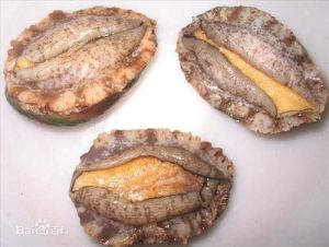 日本花棘石鱉