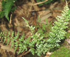 孔雀尾[植物類中藥材]