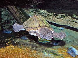 墨西哥麝香龜 墨西哥麝香龜