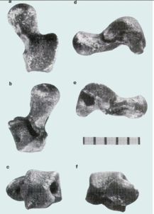 曙猿腳踝骨化石