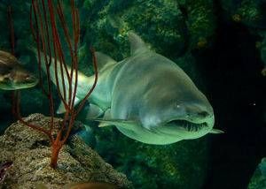 大西洋光尾鯊 大西洋光尾鯊