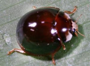 變異，翅鞘黑色或黑褐色，翅面無斑。(體長 5 - 6 mm)