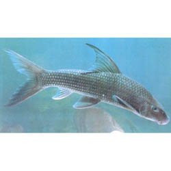 泉水唇魚 泉水唇魚