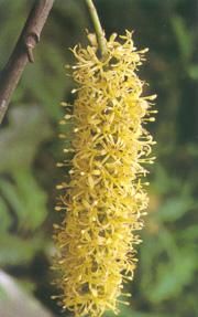 假山龍眼屬 假山龍眼屬