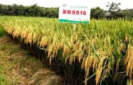 深優9512 深優9512