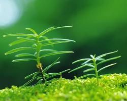 生機勃勃 生機勃勃