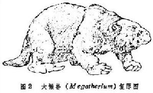 貧齒目（化石）