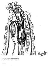 古棘頭蟲綱 古棘頭蟲綱