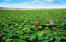 微山湖荷花