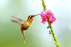 細尾林星蜂鳥 細尾林星蜂鳥