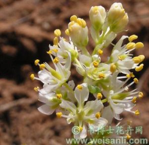 棋盤花屬 棋盤花屬