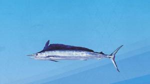 小吻四鰭旗魚 小吻四鰭旗魚