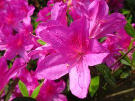 北方栽培杜鵑花 北方栽培杜鵑花