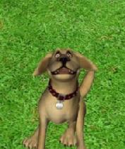 會說話的約翰狗 會說話的約翰狗