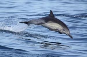 長喙真海豚