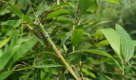 苦竹茹 苦竹茹