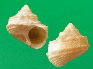 龐松鐘螺 龐松鐘螺