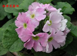 長苞大葉報春 長苞大葉報春