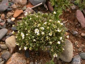 黃毛無心菜 黃毛無心菜